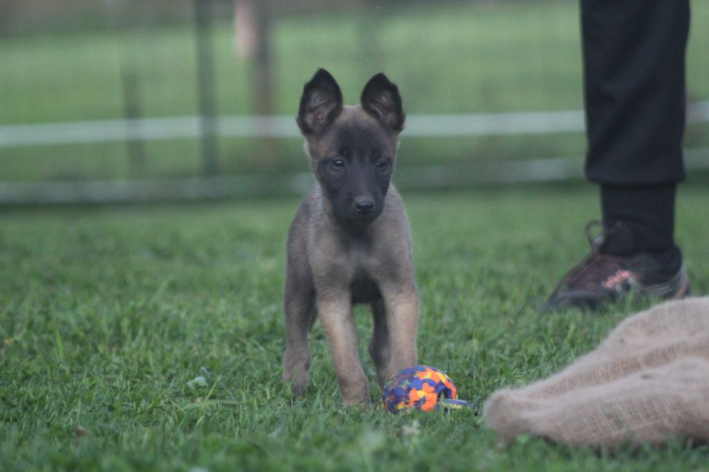 Des Terres D'Arès - Chiot disponible  - Berger Belge