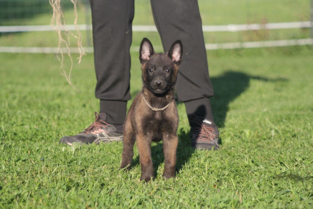 Des Terres D'Arès - Chiot disponible  - Berger Belge