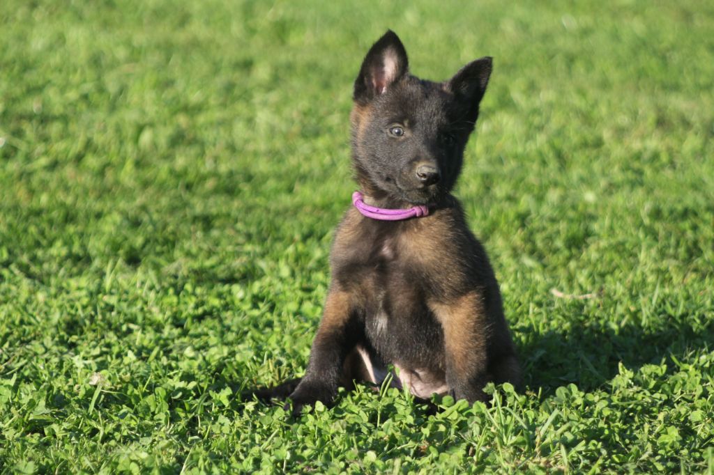 Des Terres D'Arès - Chiot disponible  - Berger Belge