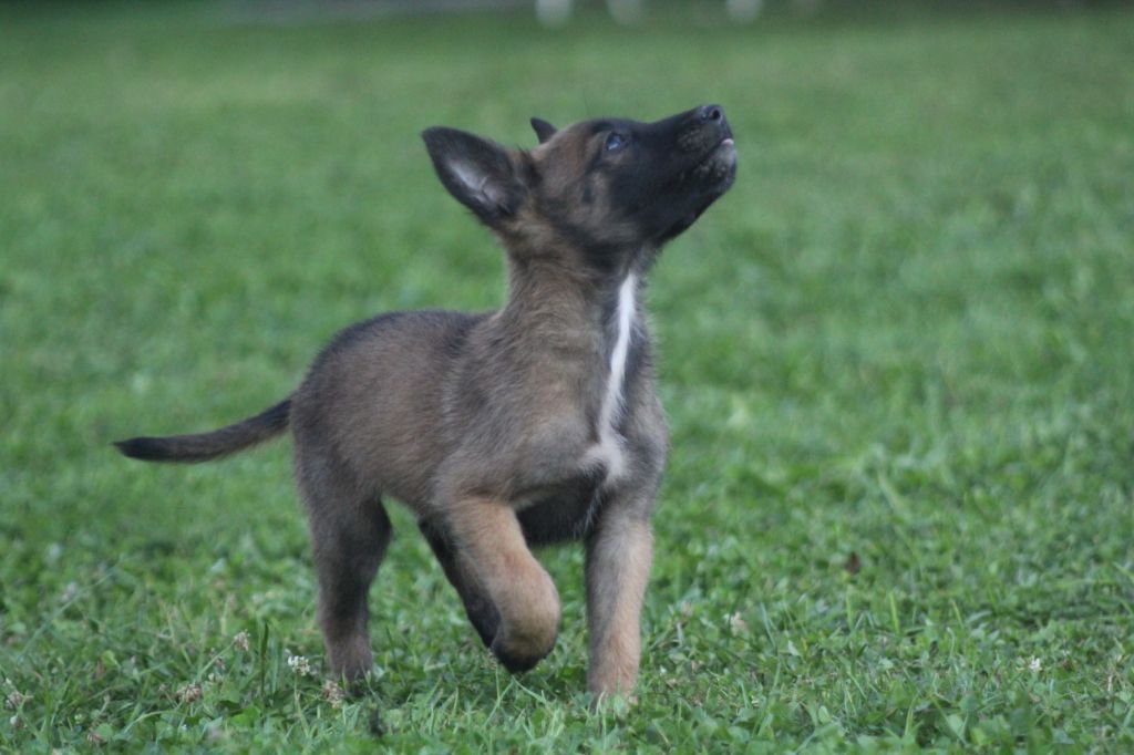 Des Terres D'Arès - Chiot disponible  - Berger Belge