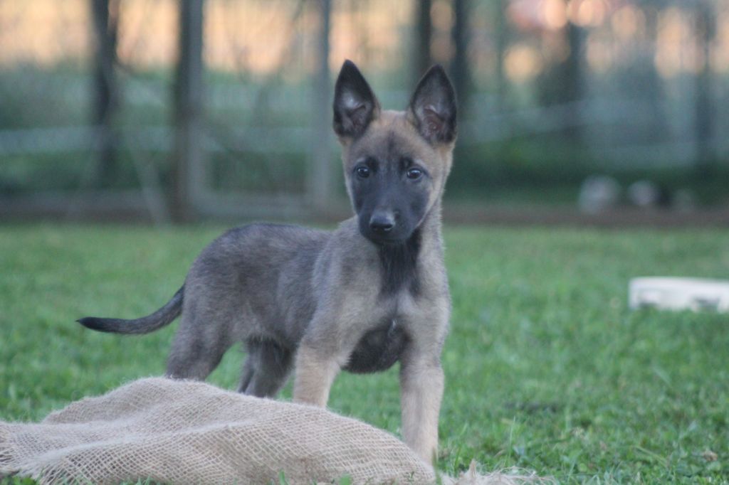 Des Terres D'Arès - Chiot disponible  - Berger Belge