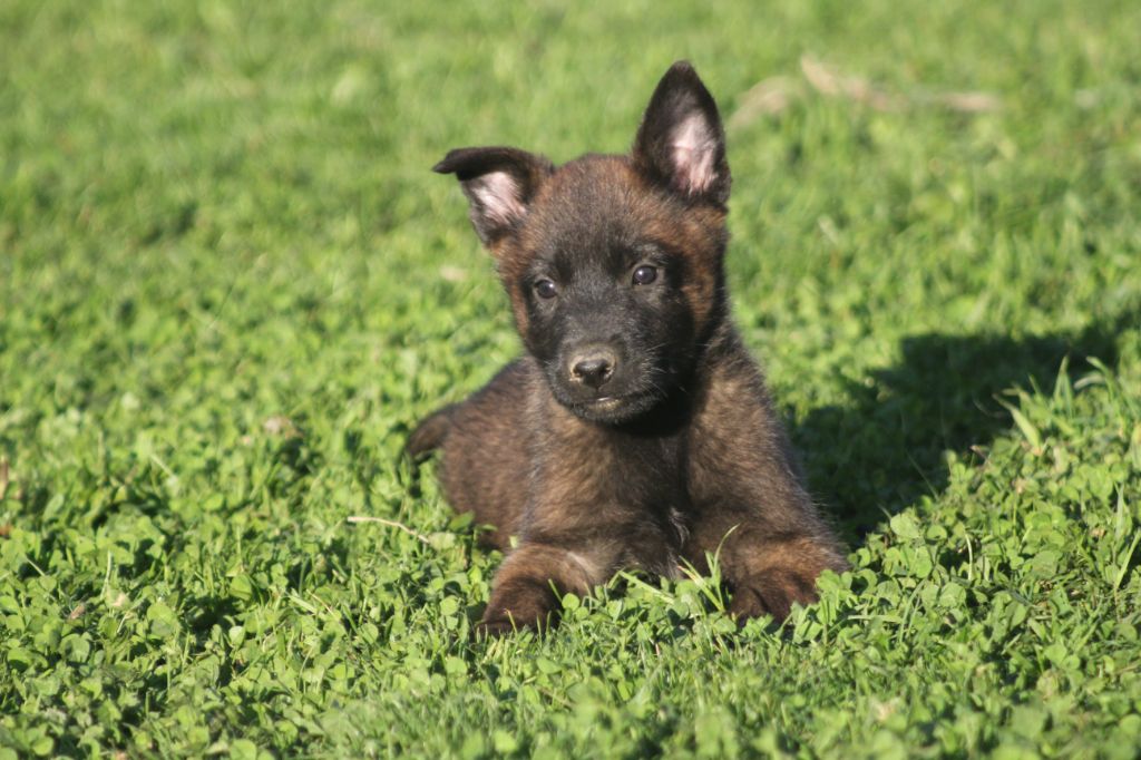 Des Terres D'Arès - Chiot disponible  - Berger Belge