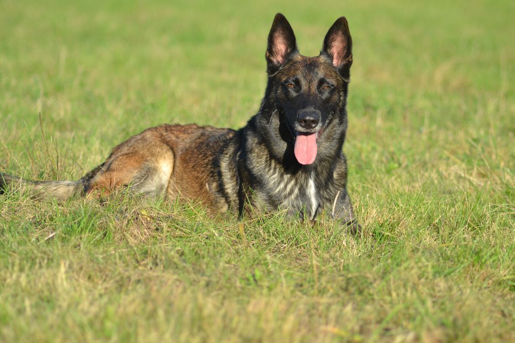 Génya (Sans Affixe)