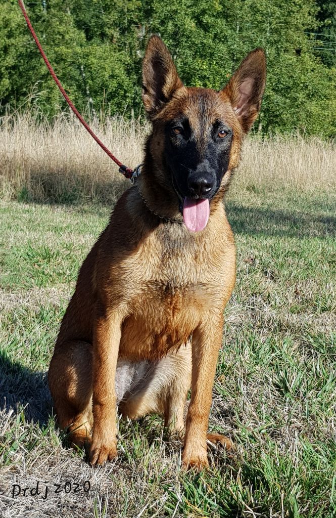 Red dragon De L'Odyssée D'Hèra