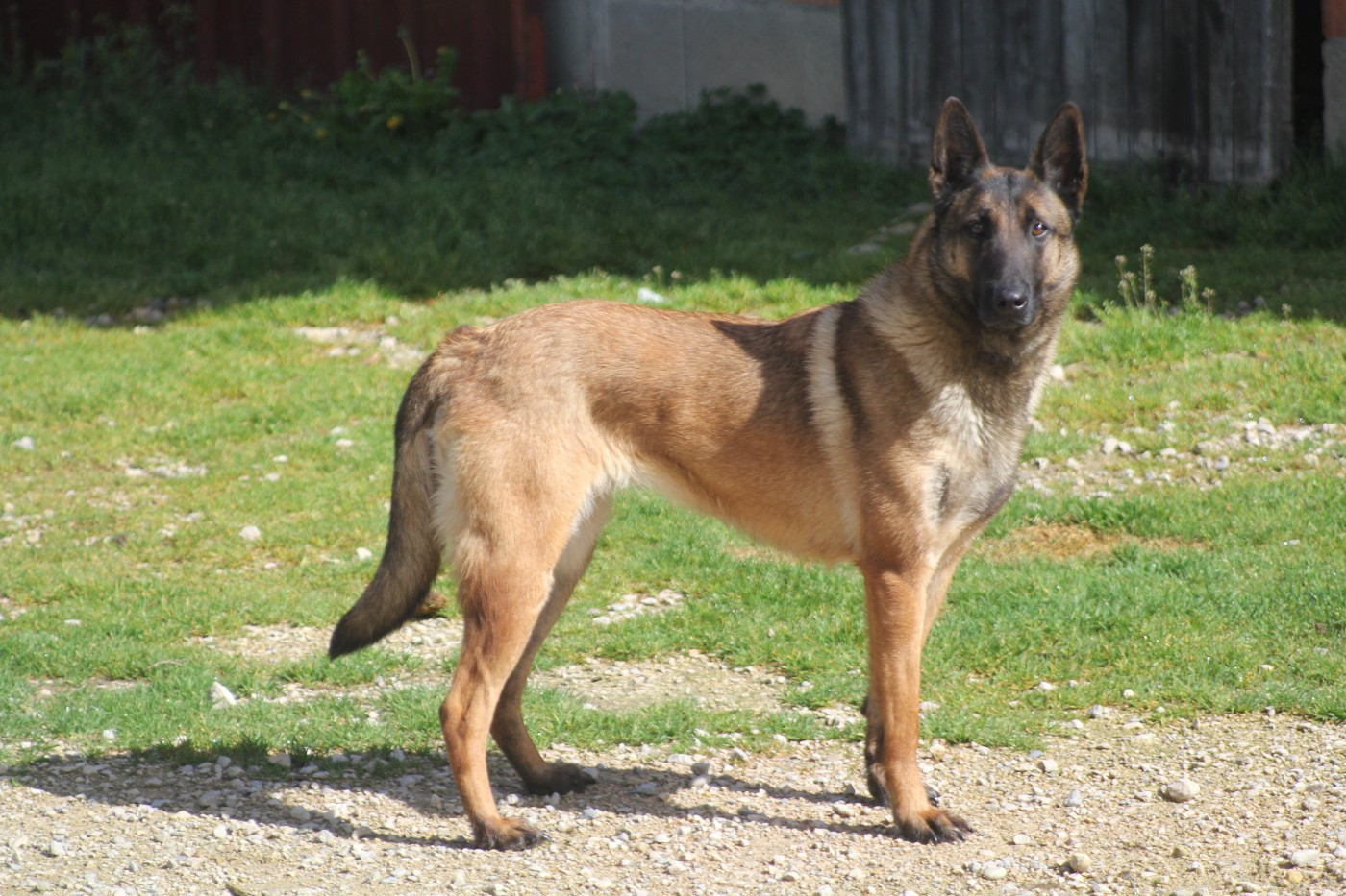 Tessy du domaine des eclaireurs