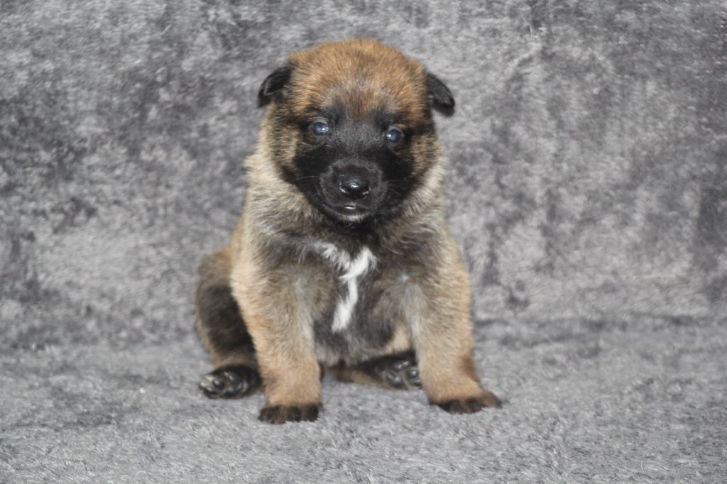 Des Terres D'Arès - Chiots disponibles - Berger Belge