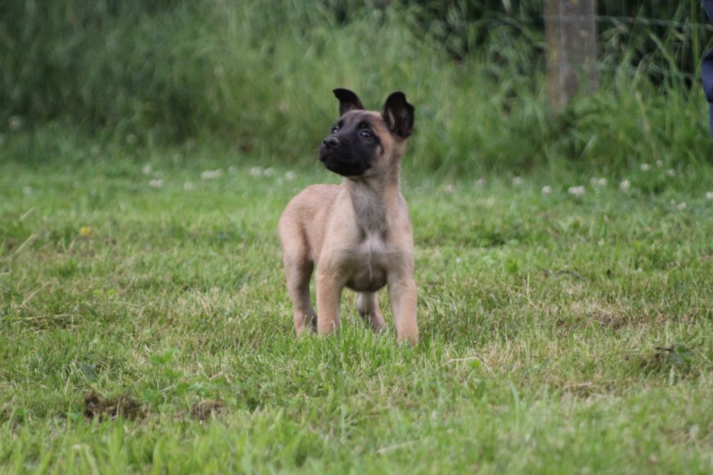 Des Terres D'Arès - Chiots disponibles - Berger Belge