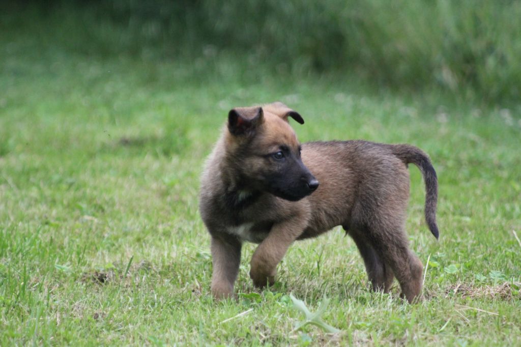 Des Terres D'Arès - Chiots disponibles - Berger Belge