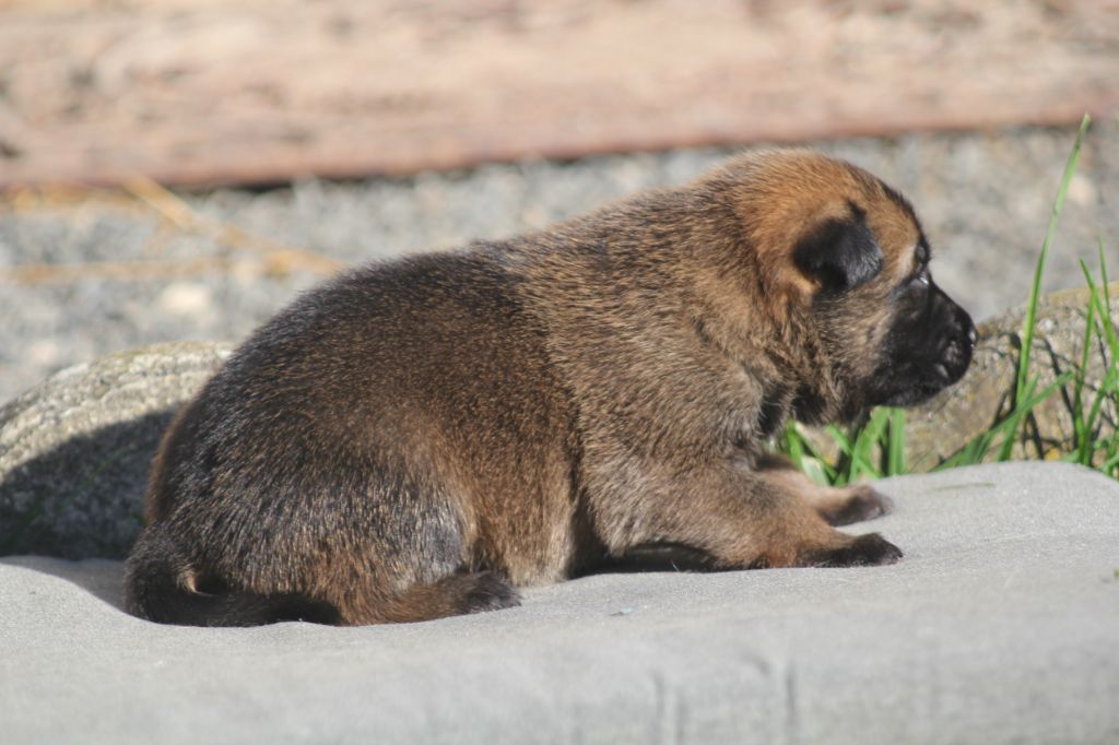 Des Terres D'Arès - Chiots disponibles - Berger Belge