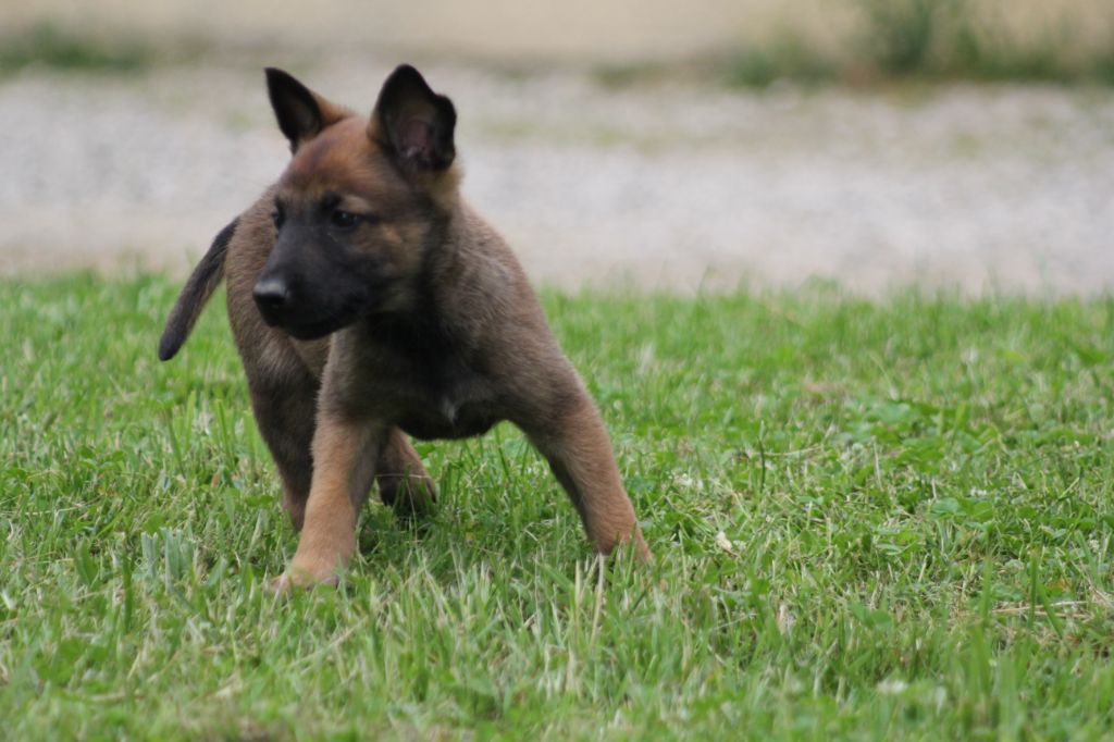 Des Terres D'Arès - Chiots disponibles - Berger Belge