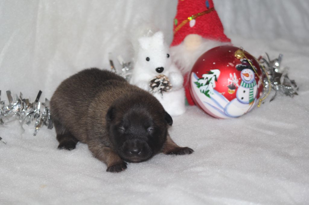 Des Terres D'Arès - Chiots disponibles - Berger Belge