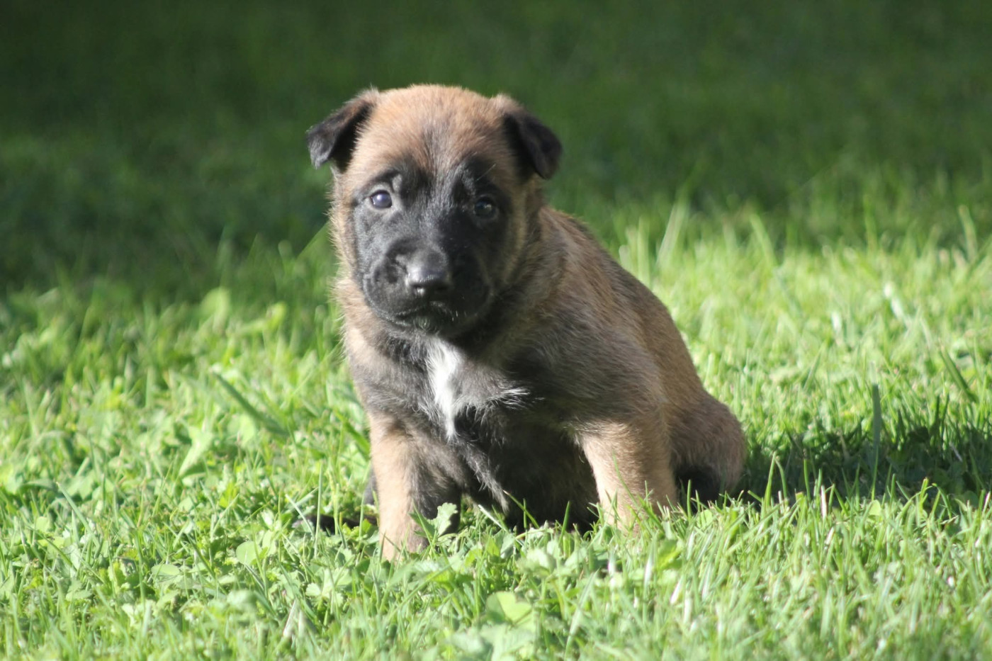 Des Terres D'Arès - Chiots disponibles - Berger Belge