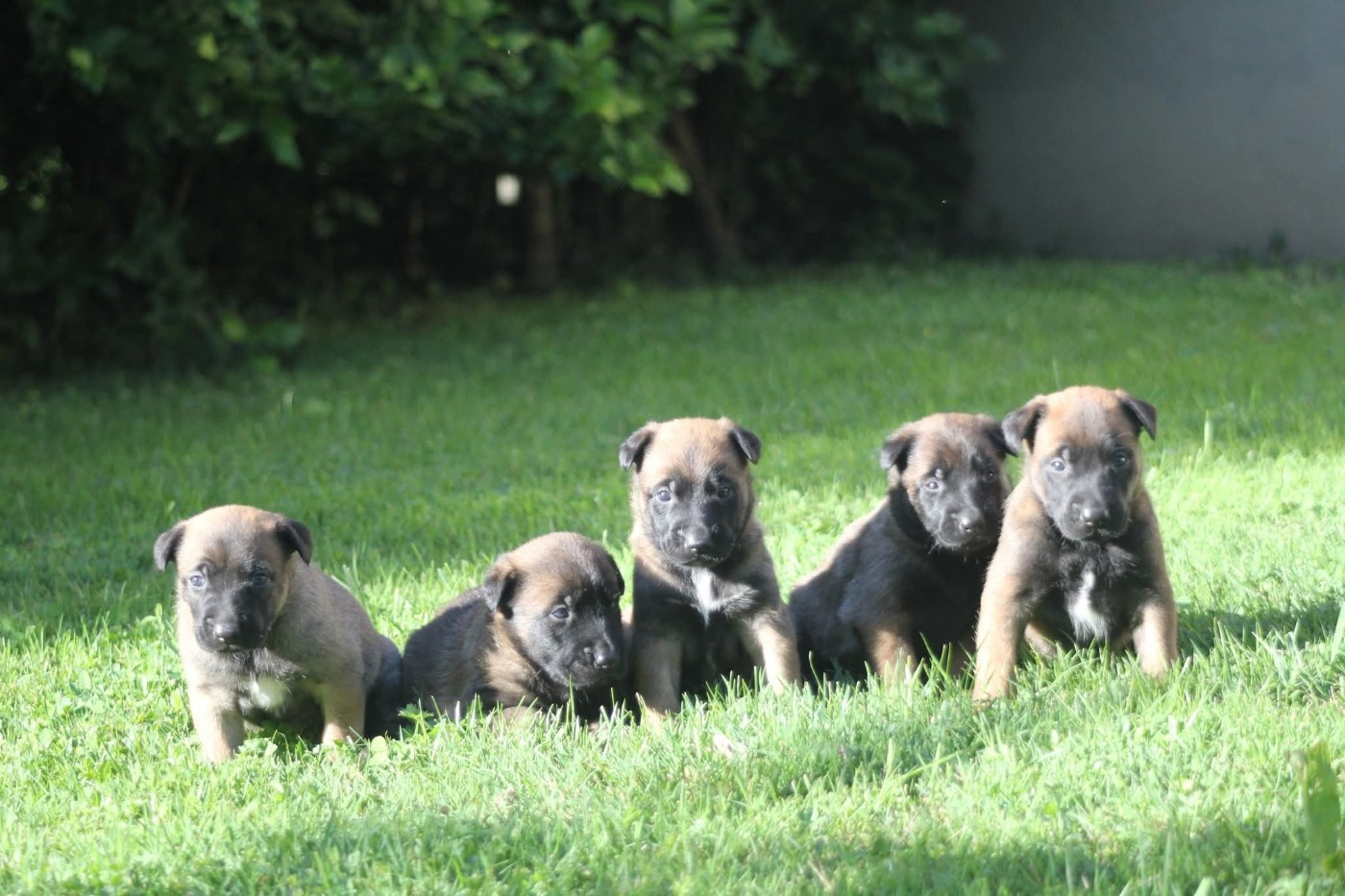 Chiot Berger Belge Des Terres D'Arès