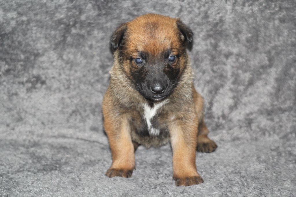 Des Terres D'Arès - Chiots disponibles - Berger Belge
