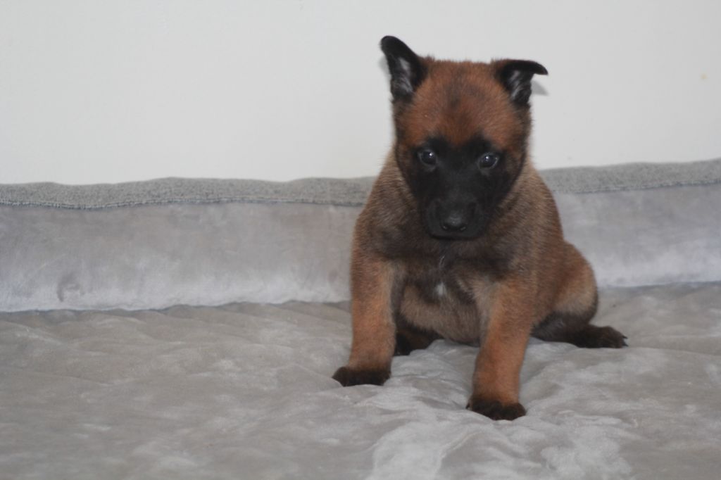 Des Terres D'Arès - Chiots disponibles - Berger Belge