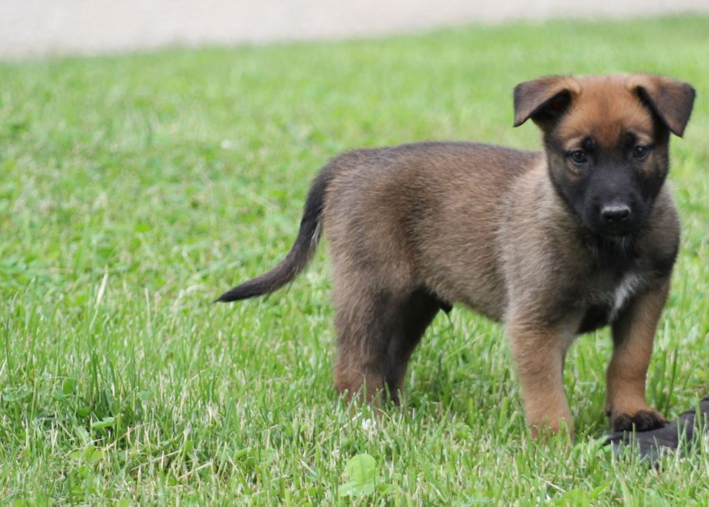 Des Terres D'Arès - Chiots disponibles - Berger Belge