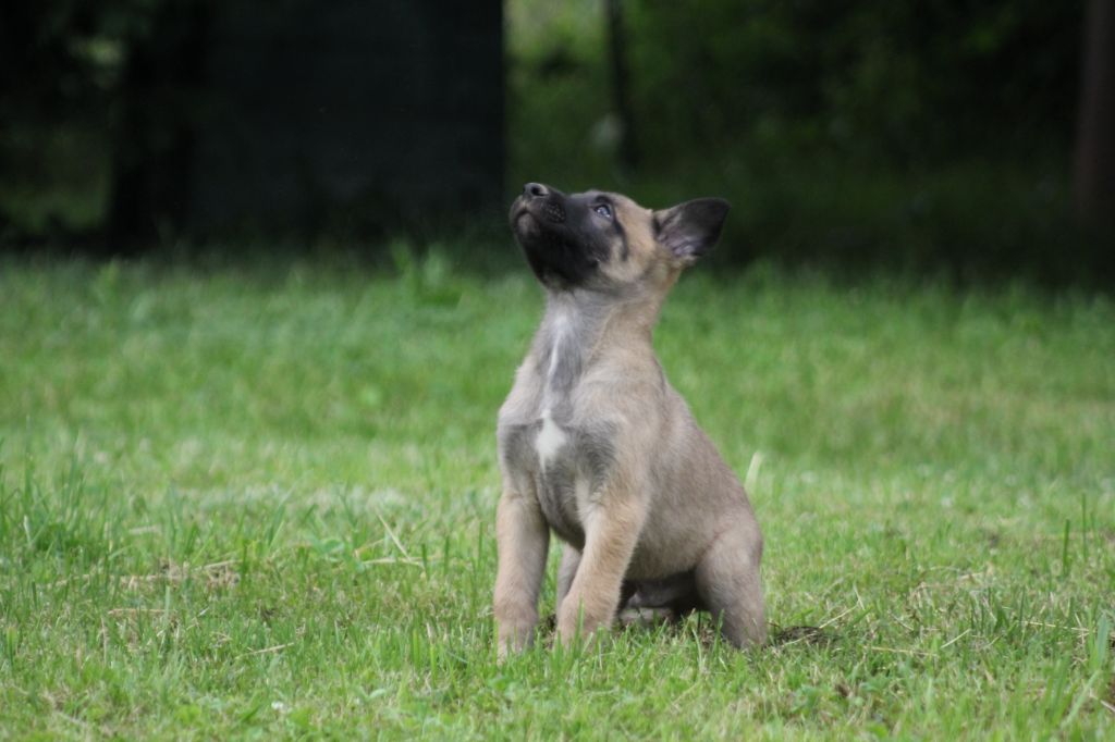 Des Terres D'Arès - Chiots disponibles - Berger Belge