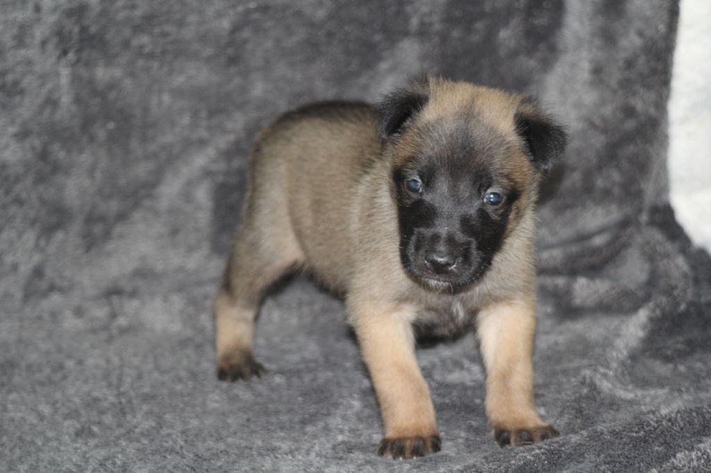 Des Terres D'Arès - Chiots disponibles - Berger Belge