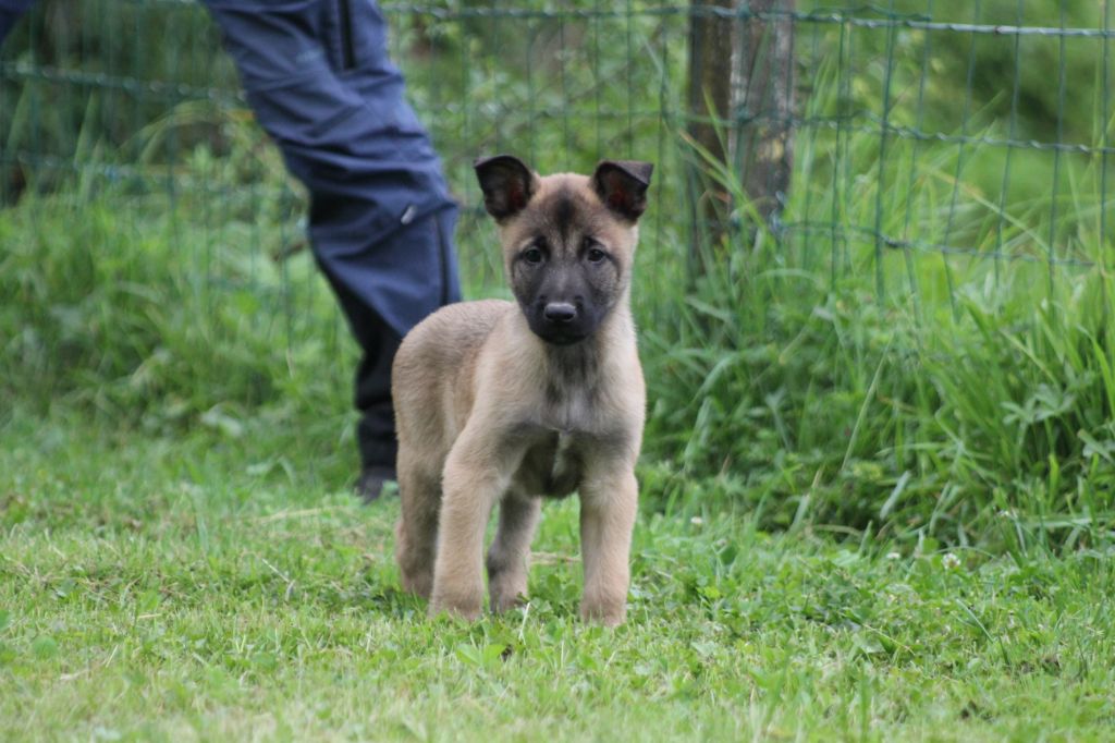 Des Terres D'Arès - Chiots disponibles - Berger Belge