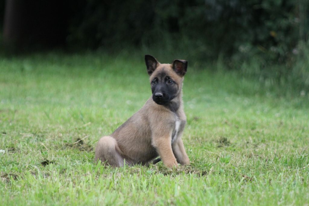 Des Terres D'Arès - Chiots disponibles - Berger Belge