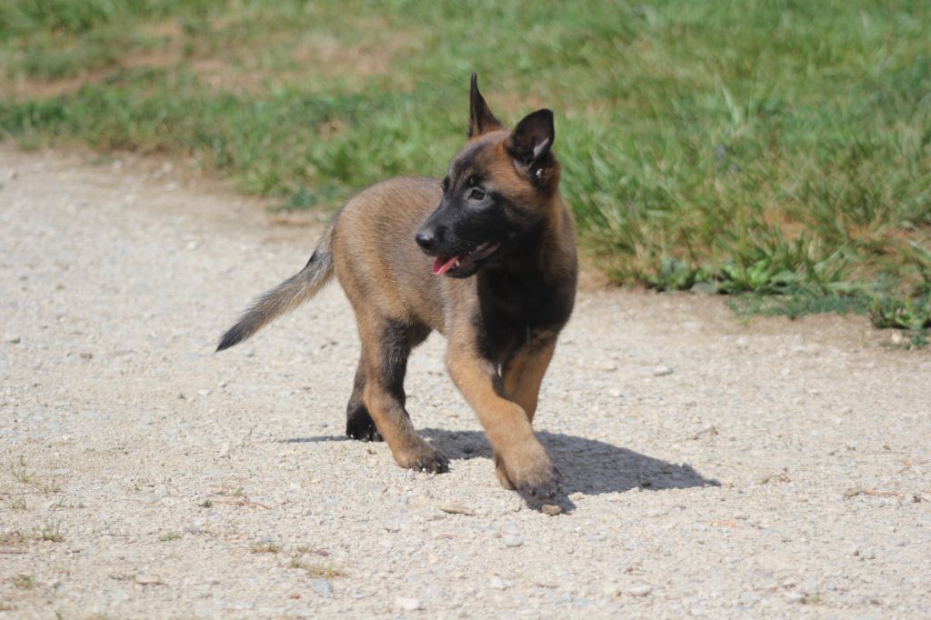 Des Terres D'Arès - Chiots disponibles - Berger Belge