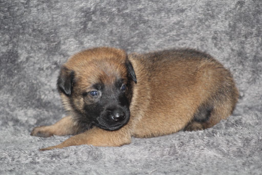 Des Terres D'Arès - Chiots disponibles - Berger Belge