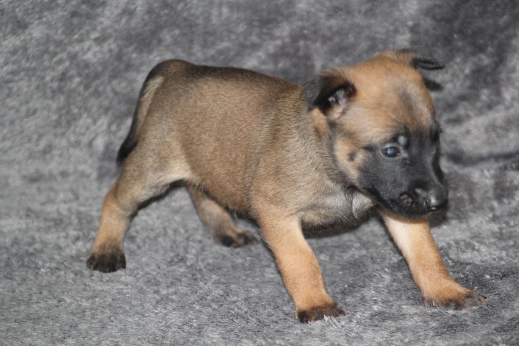 Des Terres D'Arès - Chiots disponibles - Berger Belge