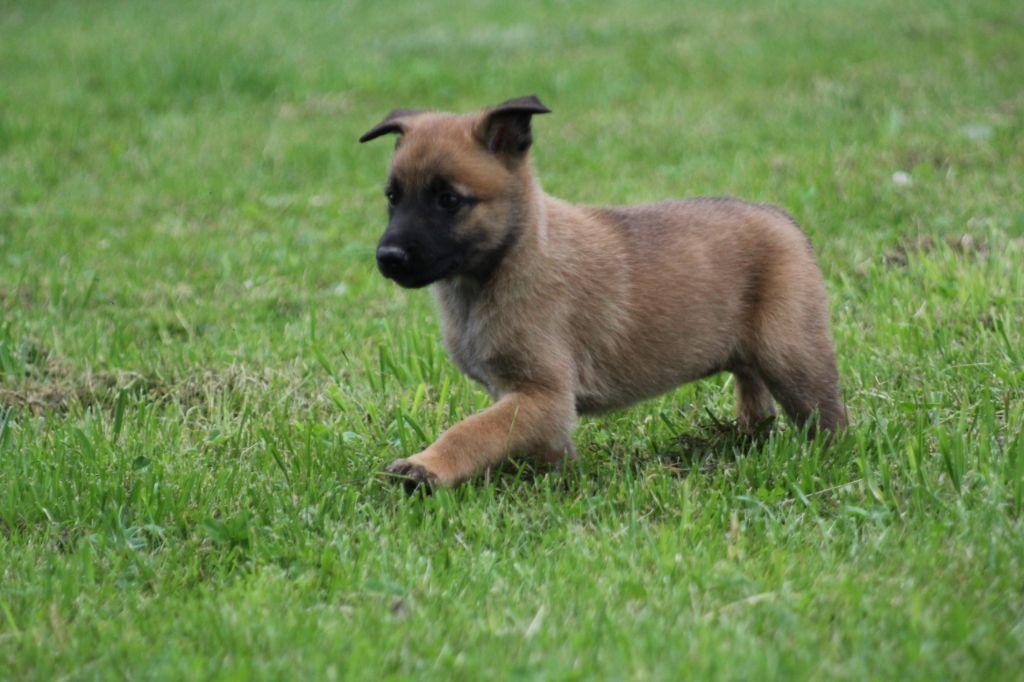 Des Terres D'Arès - Chiots disponibles - Berger Belge