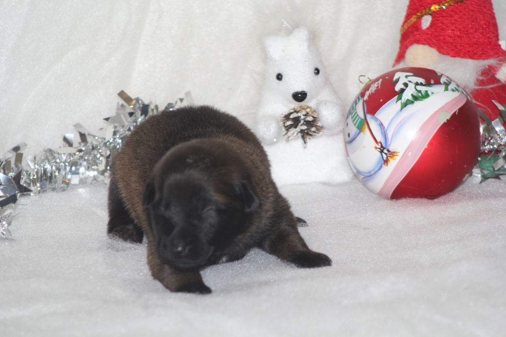 Des Terres D'Arès - Chiots disponibles - Berger Belge