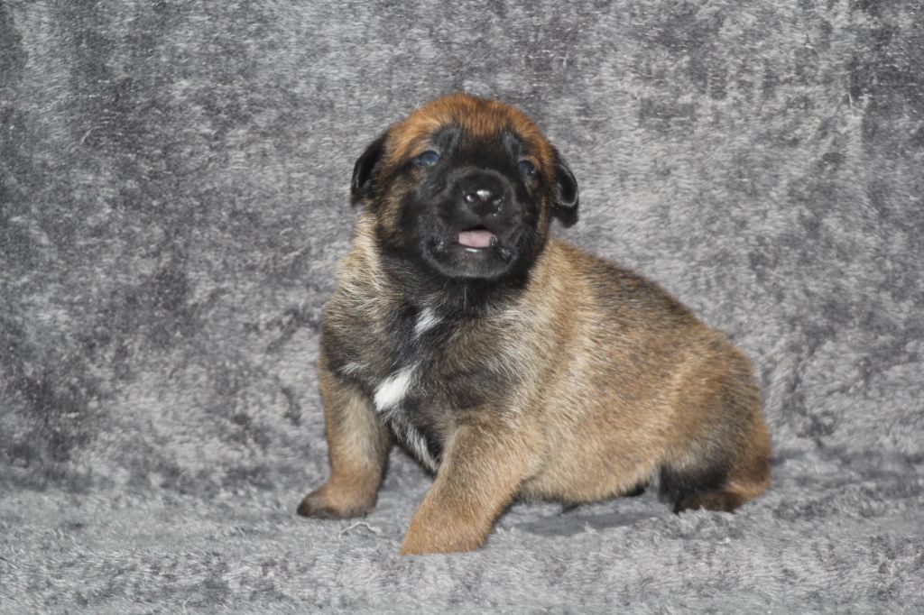 Des Terres D'Arès - Chiots disponibles - Berger Belge