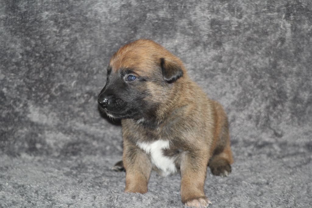 Des Terres D'Arès - Chiots disponibles - Berger Belge
