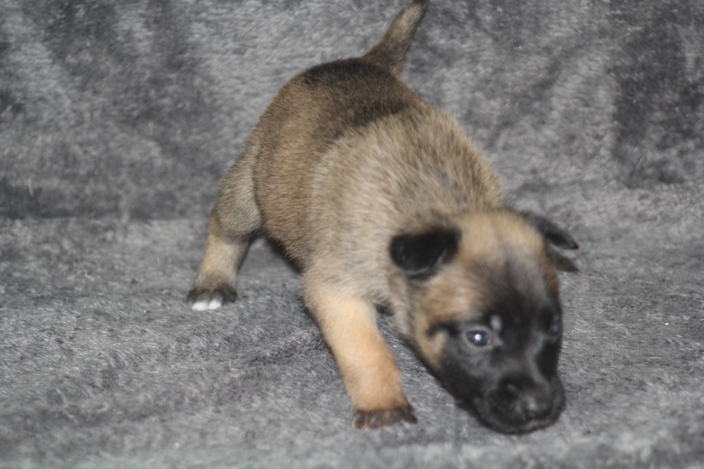 Des Terres D'Arès - Chiots disponibles - Berger Belge