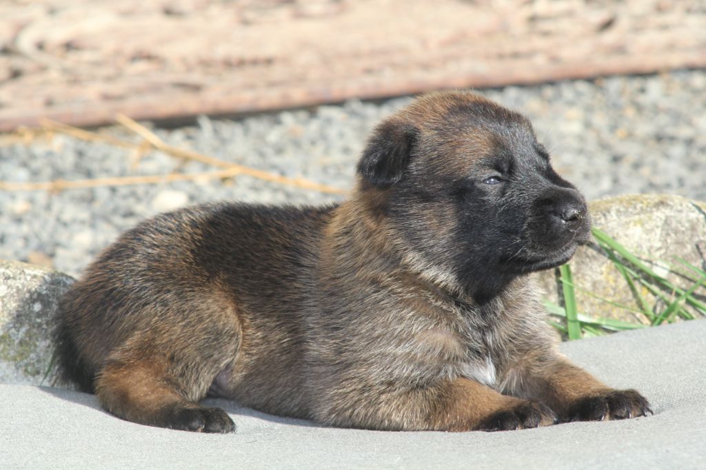 Des Terres D'Arès - Chiots disponibles - Berger Belge