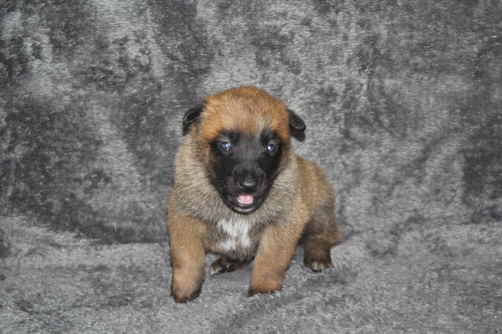 Des Terres D'Arès - Chiots disponibles - Berger Belge