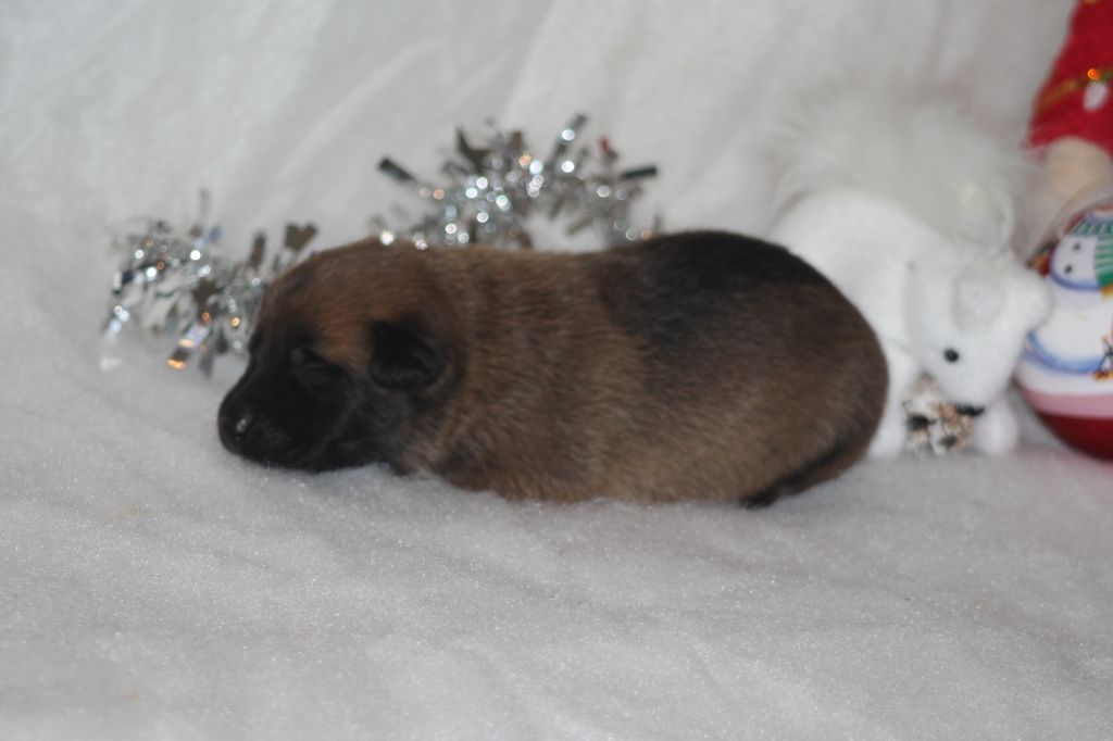 Des Terres D'Arès - Chiots disponibles - Berger Belge