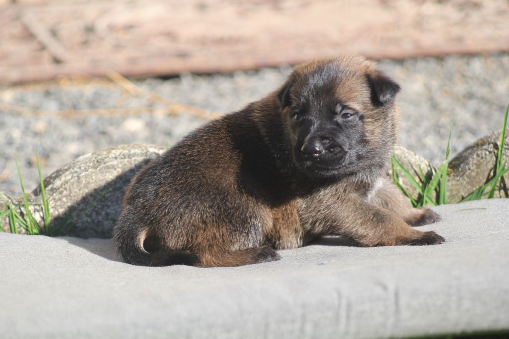 Des Terres D'Arès - Chiots disponibles - Berger Belge