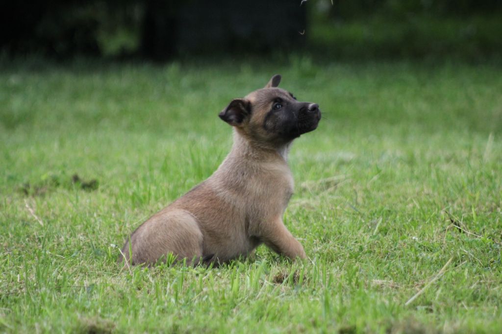 Des Terres D'Arès - Chiots disponibles - Berger Belge