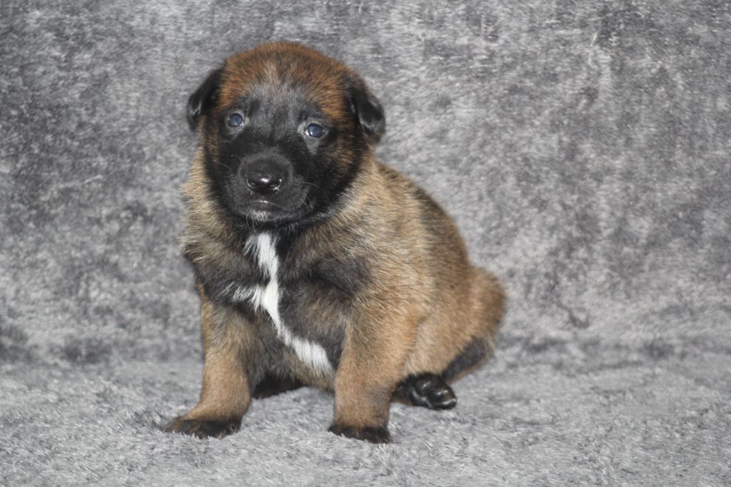 Des Terres D'Arès - Chiots disponibles - Berger Belge