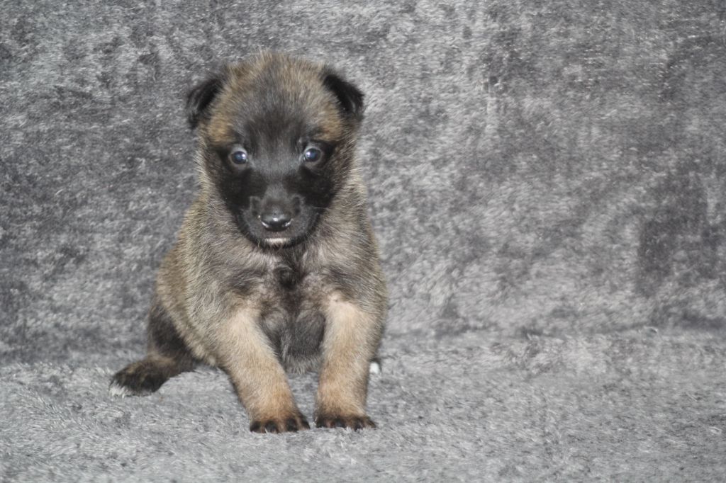 Des Terres D'Arès - Chiots disponibles - Berger Belge