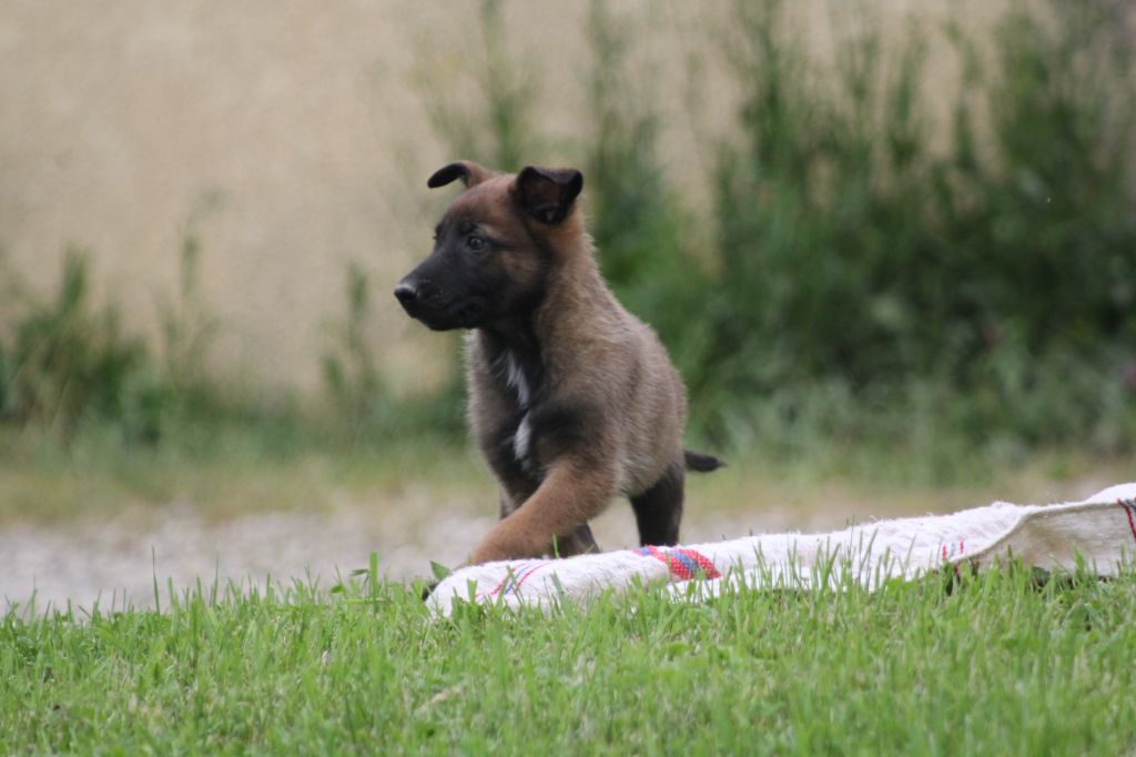 Des Terres D'Arès - Chiots disponibles - Berger Belge