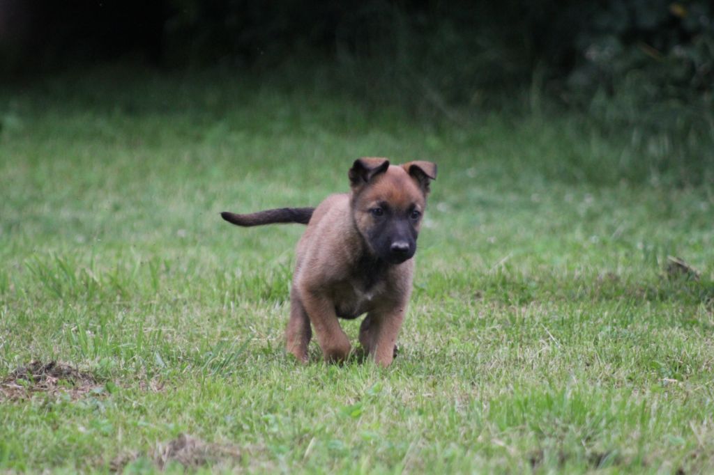 Des Terres D'Arès - Chiots disponibles - Berger Belge