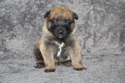 CHIOT 7