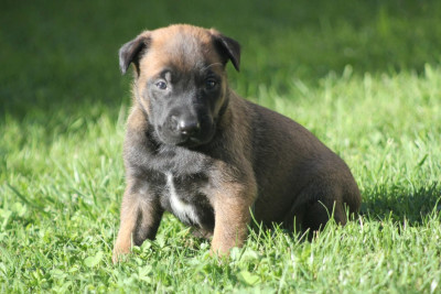 CHIOT 1