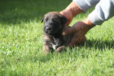 CHIOT 2