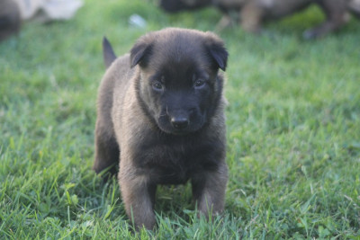 CHIOT 3