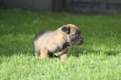 CHIOT 4