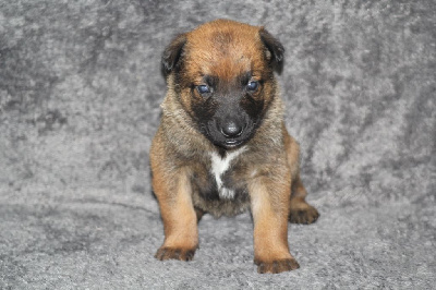 CHIOT 8