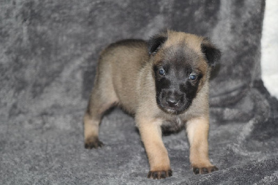 CHIOT 2