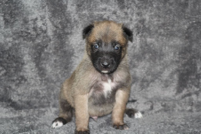 CHIOT 7