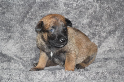 CHIOT 3
